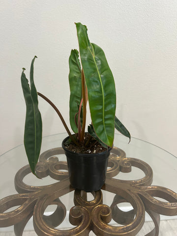Philodendron Billietae
