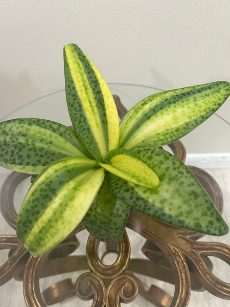 Variegated Leopard Lily