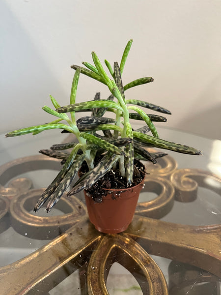 Pixie Succulents