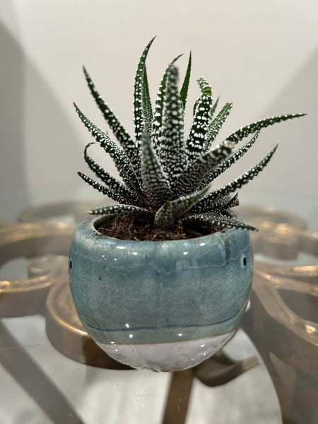 Blue whale planter