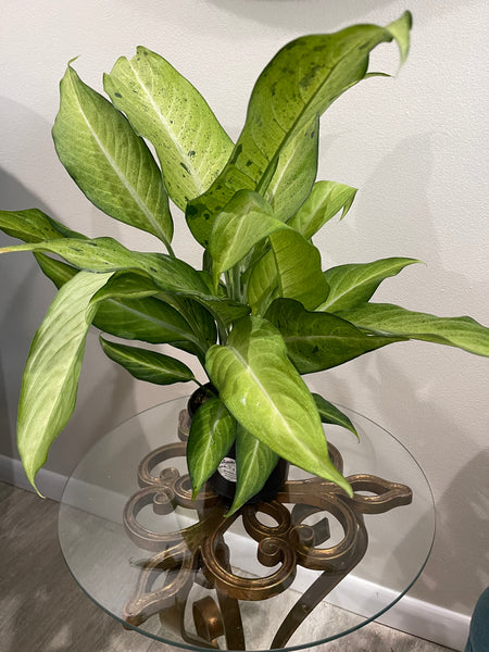 Dieffenbachia Camouflage