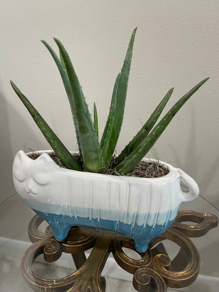 Blue Bottom Cat Planter