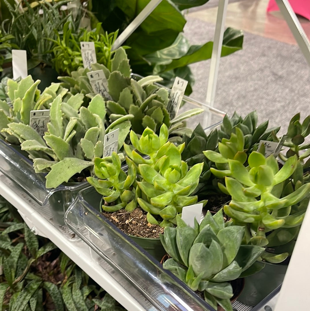 Succulent (General)