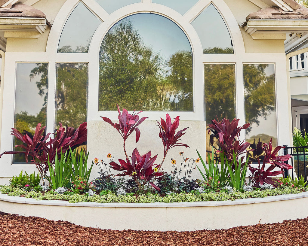 A landscaped garden bed in front of a house with a large arched window, featuring dark burgundy ornamental plants, green foliage, mulch, and a white planter border.
