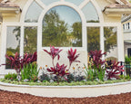 A landscaped garden bed in front of a house with a large arched window, featuring dark burgundy ornamental plants, green foliage, mulch, and a white planter border.