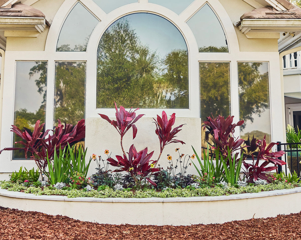 A landscaped garden bed in front of a house with a large arched window, featuring dark burgundy ornamental plants, green foliage, mulch, and a white planter border.