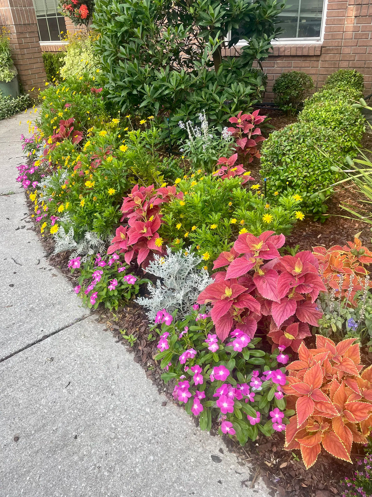Flower landscaping next to a side walk