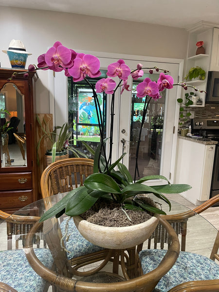 Custom Arrangements for Special Occasions and Gifts