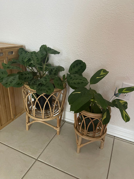 Virtual Plant Styling & Advice Consultation