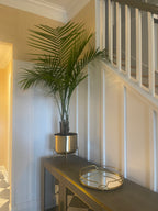 Interior Plant Styling Consultation