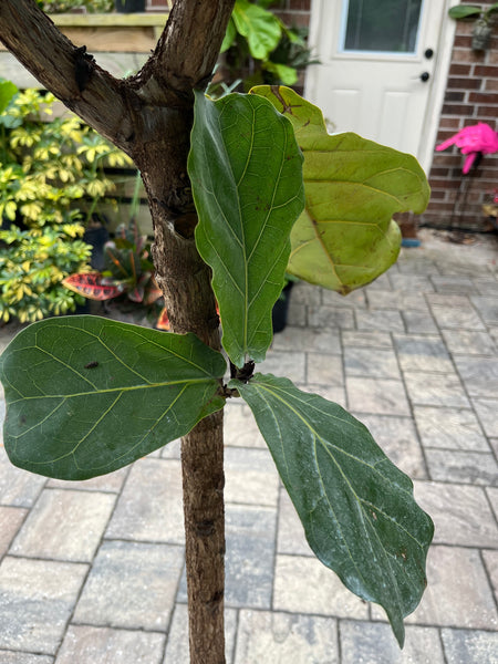 Ficus Lyrata-Fiddle Leaf Figs