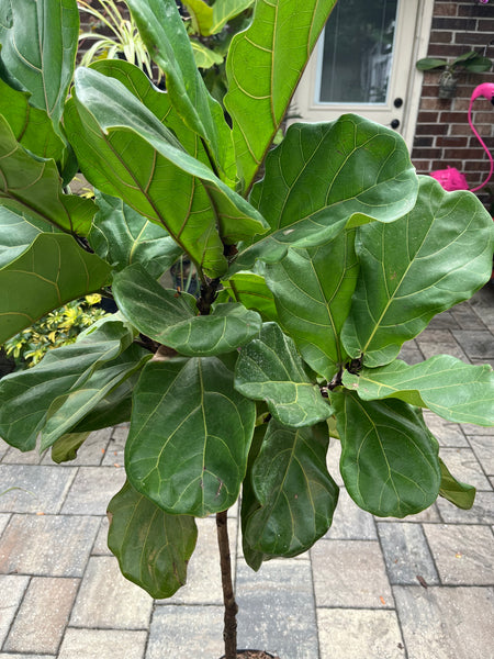 Ficus Lyrata-Fiddle Leaf Figs