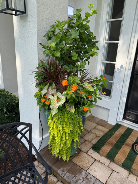 Fall Seasonal Planter Glow Up