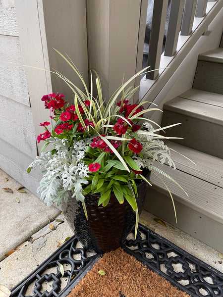 Winter Holidays Seasonal Planter Glow Up