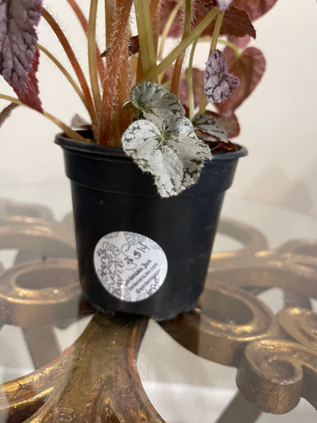 Begonia - Silver Dollar