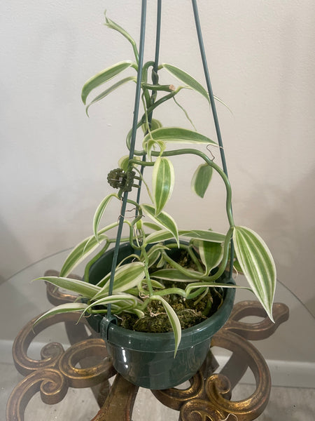 Orchid - Vanilla Orchid