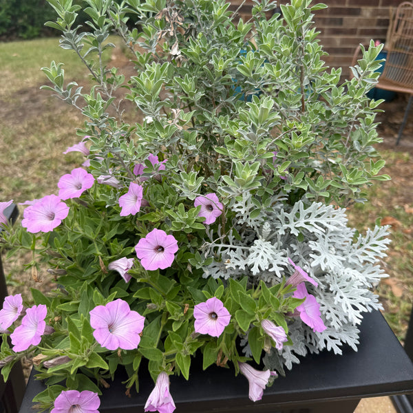 Bouquet of green plants with pink flowers in a pot.