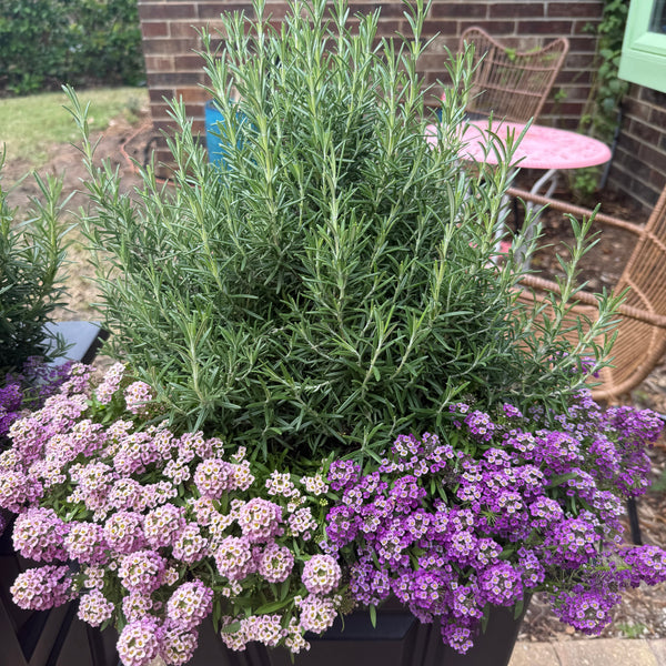 Potted plants with purple and white flowers on a patio