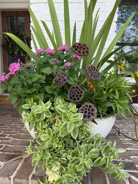 Fall Seasonal Planter Glow Up