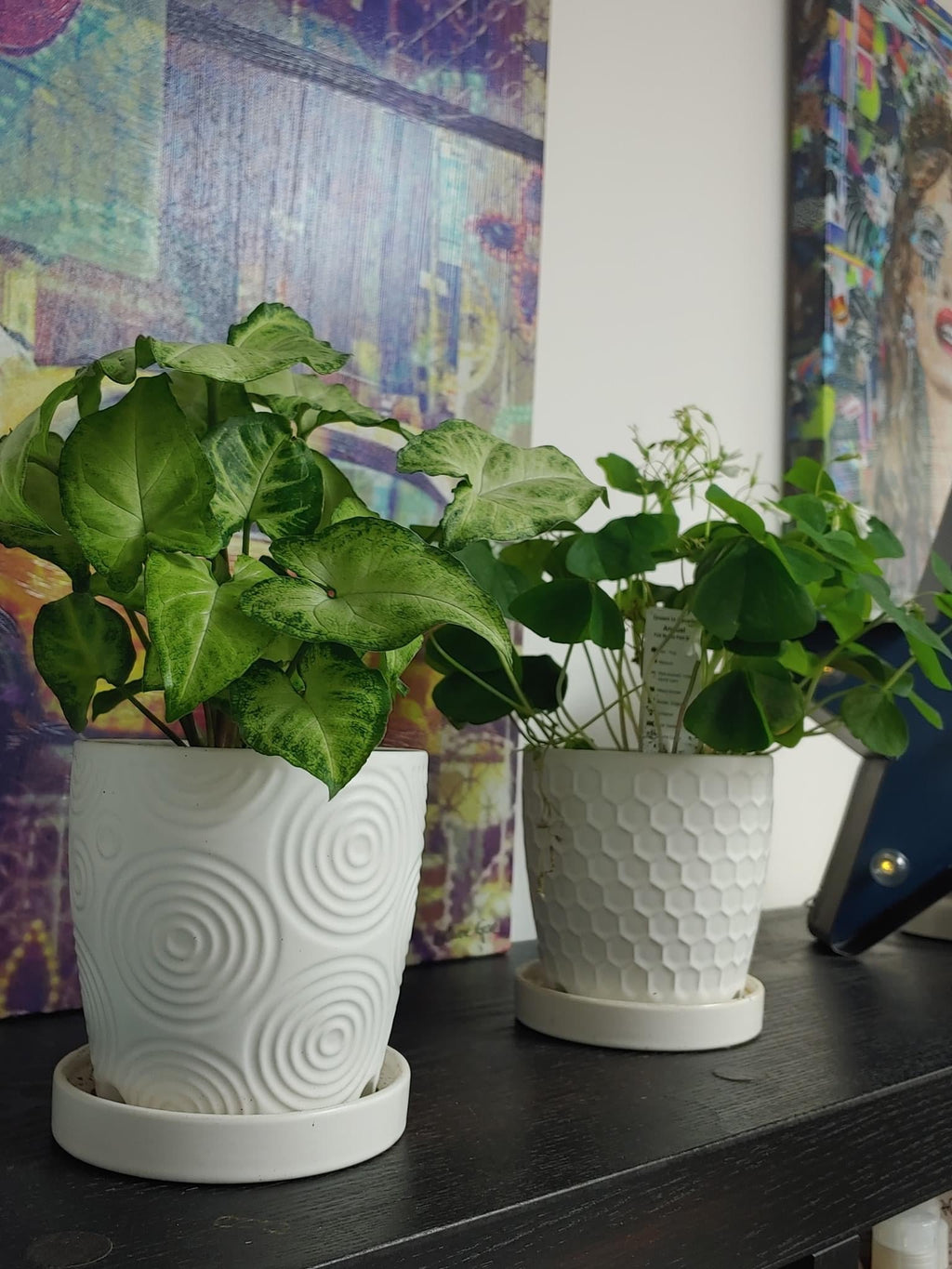 Interior Plant Care & Plant Sitting Consultation