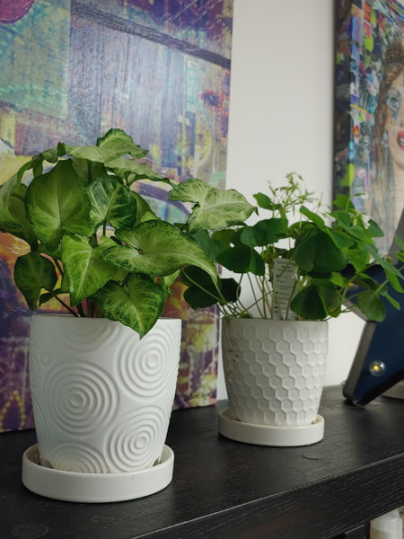 Virtual Plant Styling & Advice Consultation