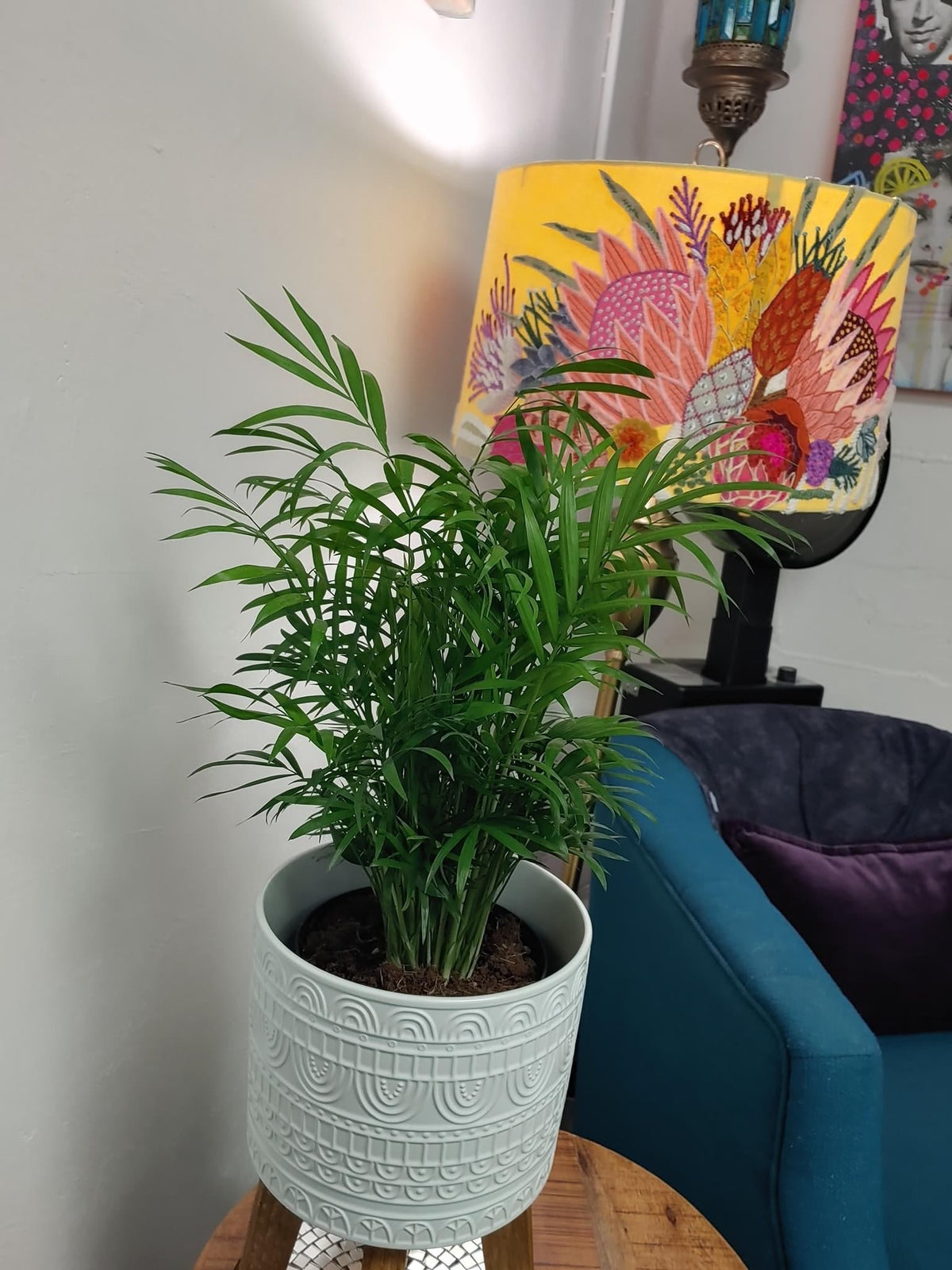 Virtual Plant Styling & Advice Consultation