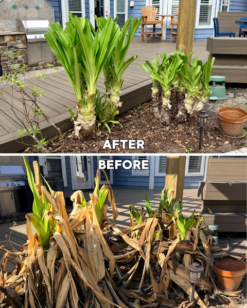 Landscape Cleanup Service