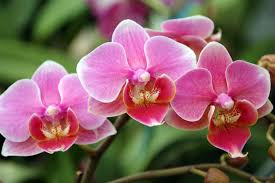 Orchid Creation
