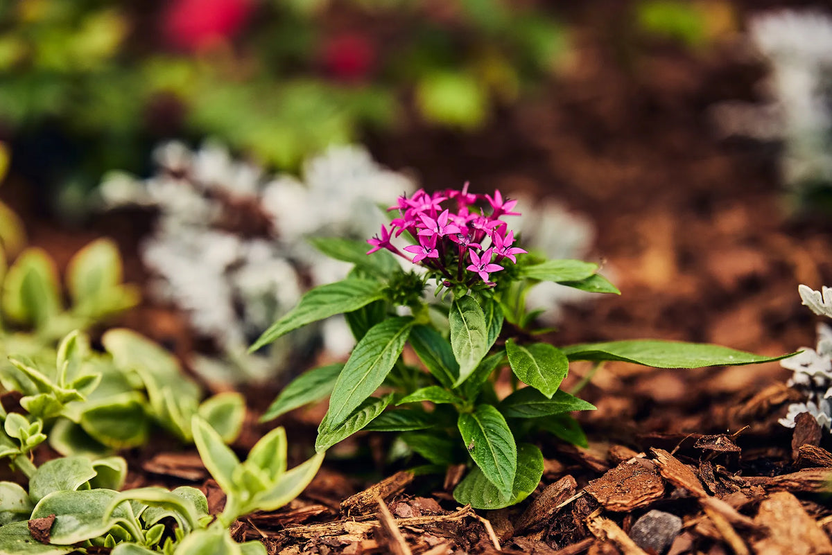 Close up of a small pink flower with long green leaves planted in wood chip mulch.