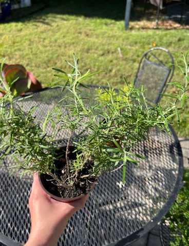 Herb- Rosemary