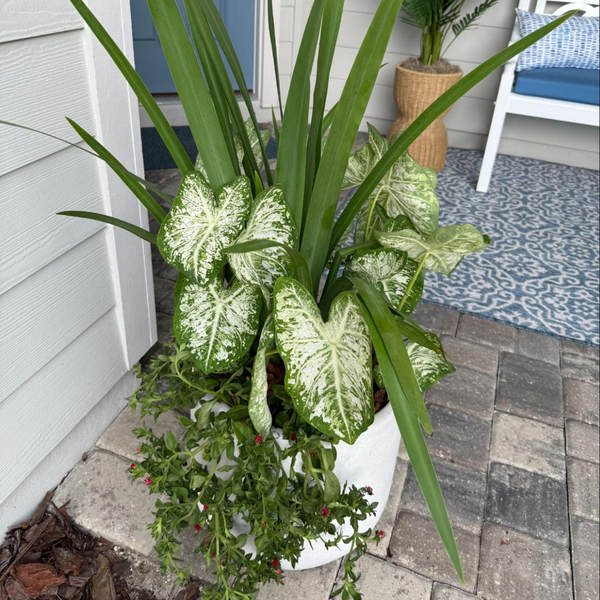 Seasonal Select Planter Insert