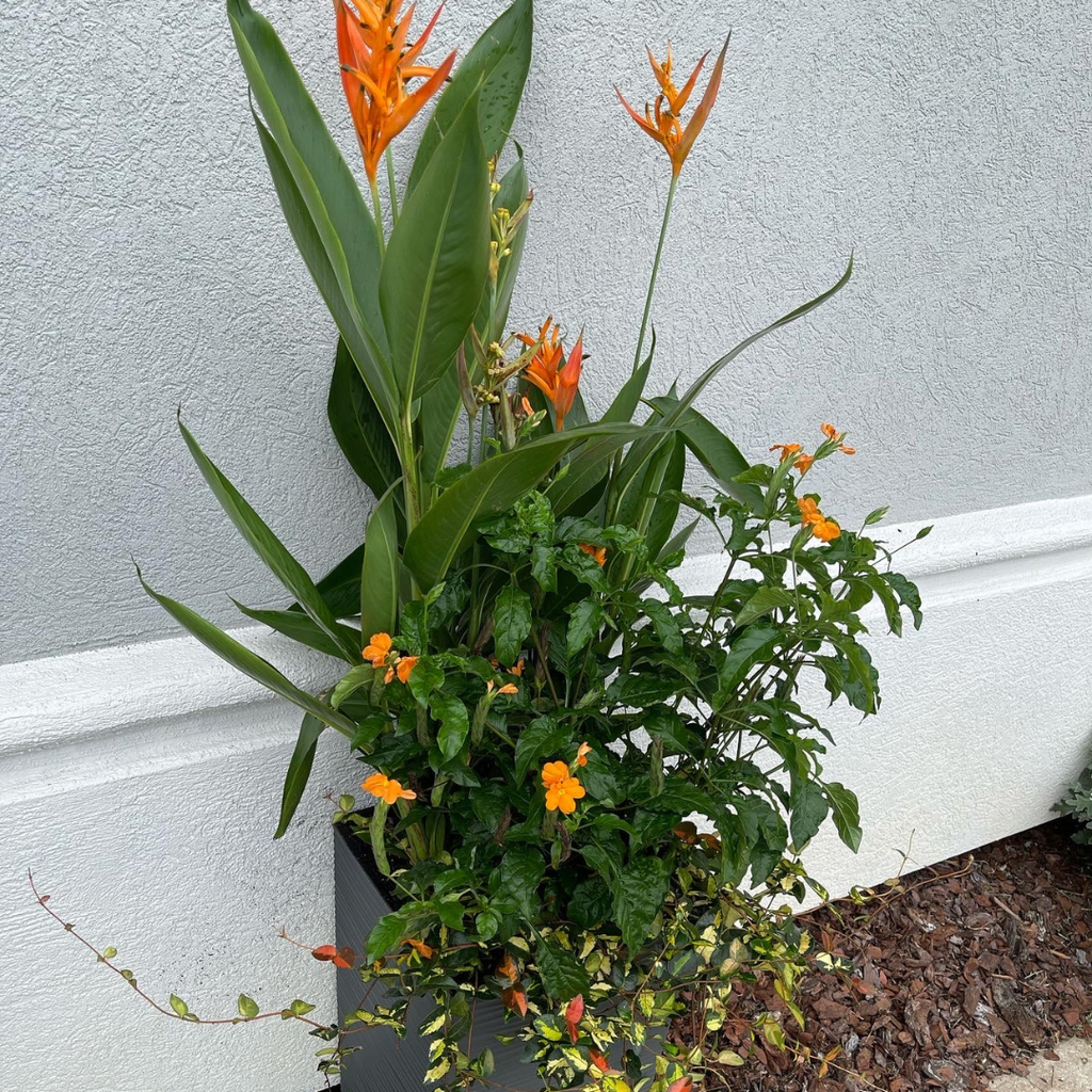 Seasonal Reserve Planter Insert Subscription