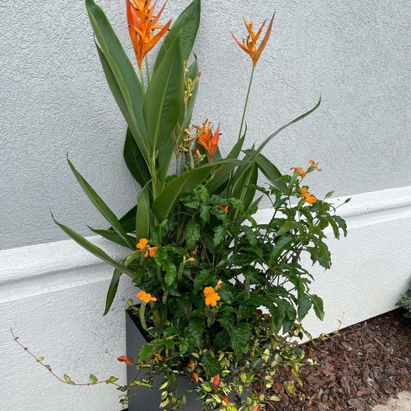 Seasonal Reserve Planter Insert