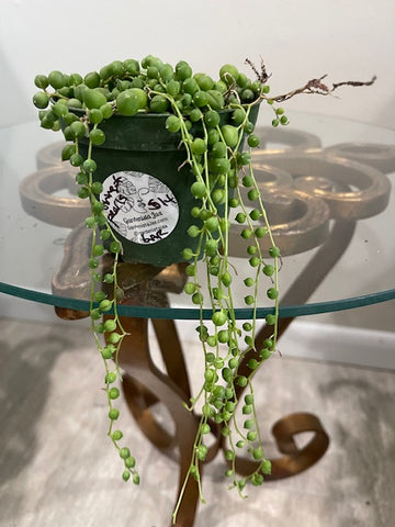 String Succulent - String of Pearls