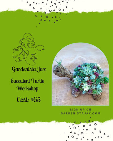 July 2024: Succulent Turtle Workshop