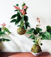 8/14 Kokedama with Houseplants at The Greenhouse Bar