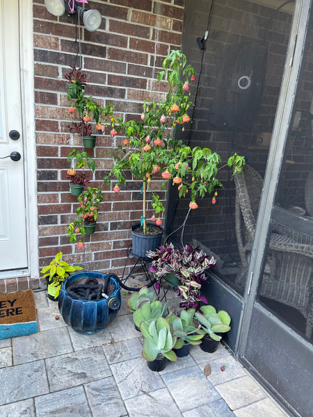 Gardenista Porch Patio Oasis Visit Appointment