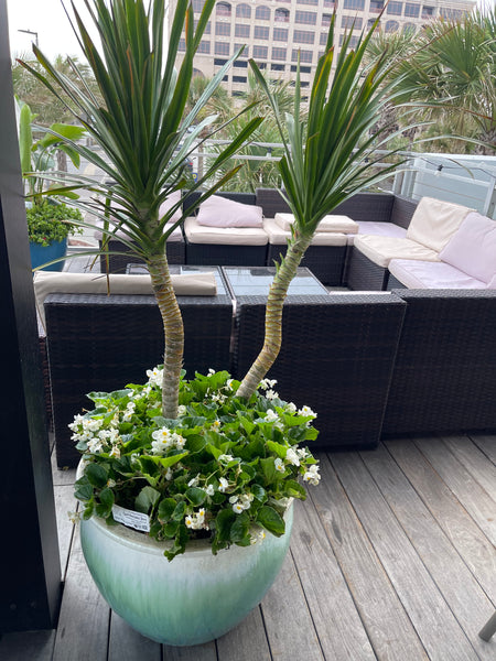 Exterior Planters Design with Advice Consultation