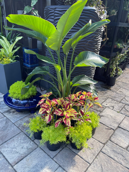 Gardenista Porch Patio Oasis Visit Appointment