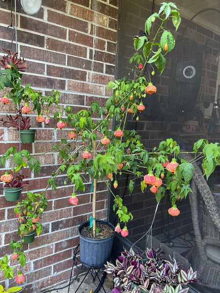 Gardenista Porch Patio Oasis Visit Appointment