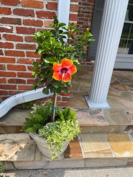 Exterior Planters Design with Advice Consultation