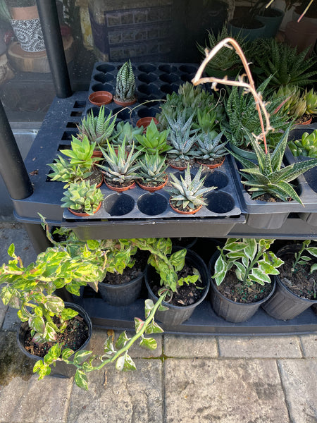 Gardenista Porch Patio Oasis Visit Appointment