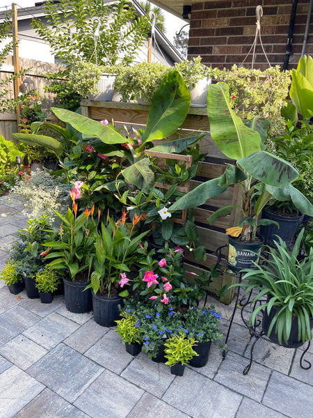 Gardenista Porch Patio Oasis Visit Appointment