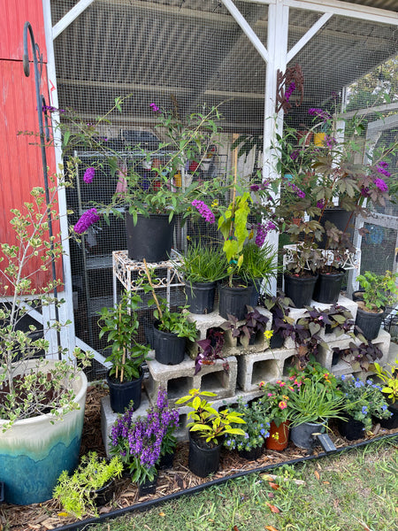 Gardenista Porch Patio Oasis Visit Appointment