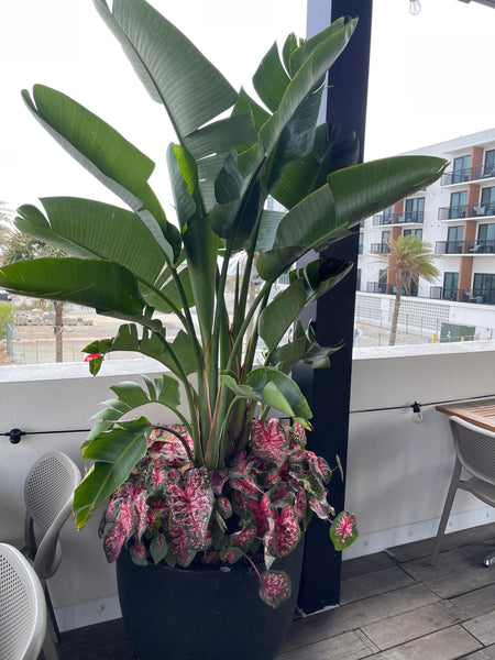 Exterior Planters Design with Advice Consultation