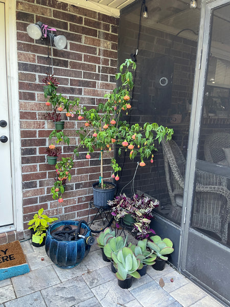 Gardenista Porch Patio Oasis Visit Appointment
