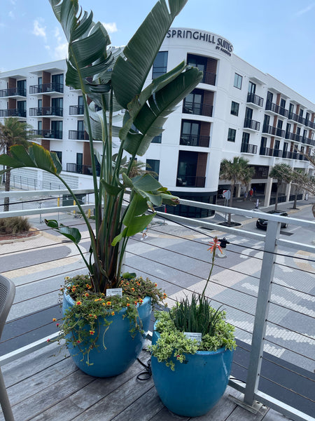 Exterior Planters Design with Advice Consultation
