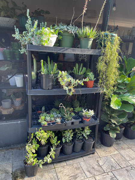 Gardenista Porch Patio Oasis Visit Appointment