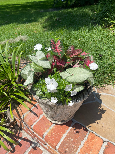 Exterior Planters Design with Advice Consultation