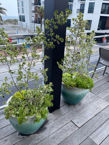 Exterior Planters Design with Advice Consultation